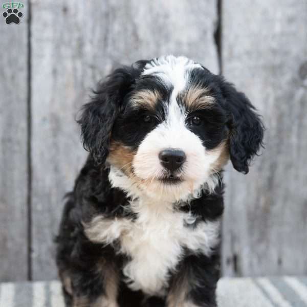 Victor, Mini Bernedoodle Puppy
